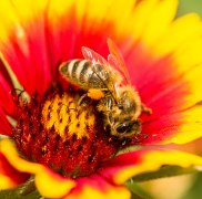 Biene auf Blume, © Hans Gumpinger