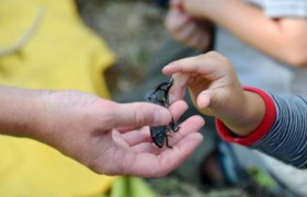 Ein Hirschk&auml;ferm&auml;nnchen!, &copy; L. Binderlehner