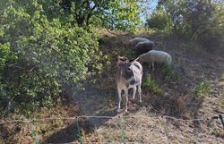 Ein Esel und 3 Schafe bei der Beweidung auf eingezäunter Fläche