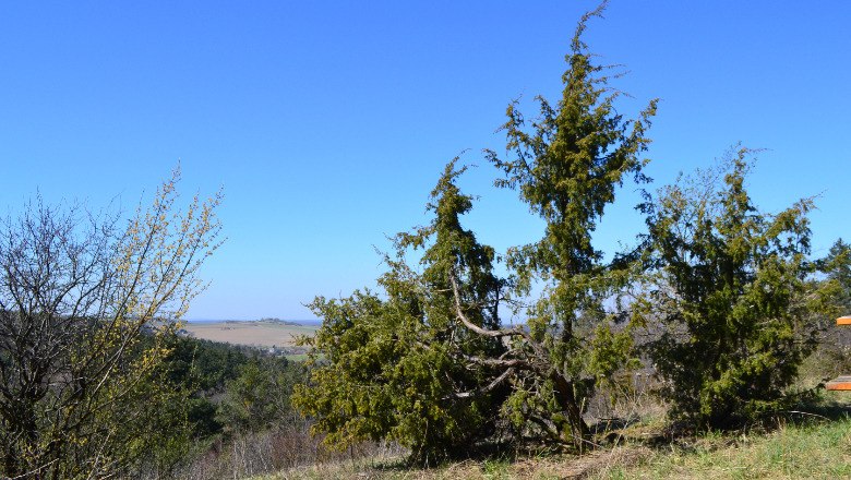 Großer Wacholder, © Leiser Berge