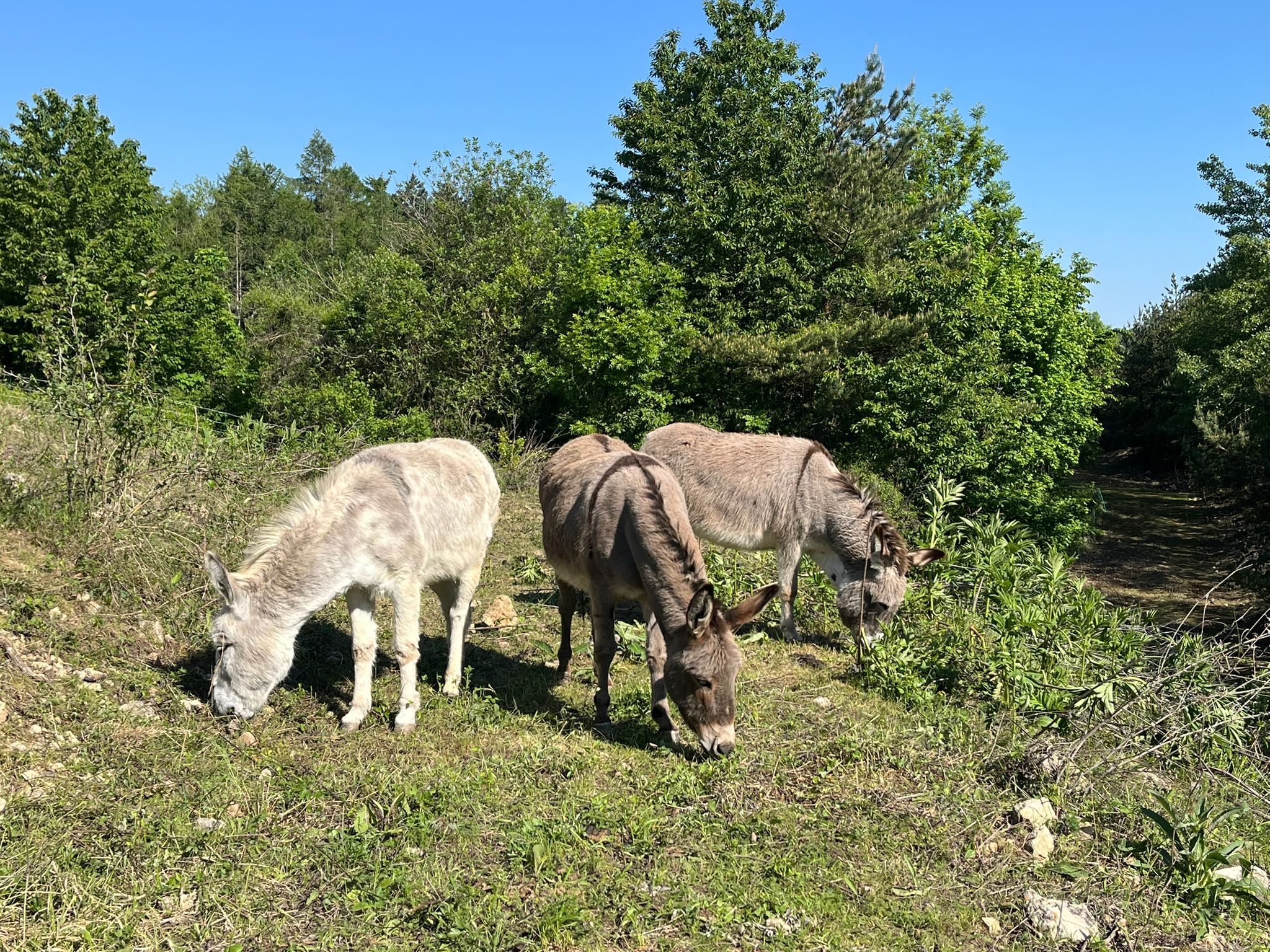 3 Esel auf grasend auf einer Weidefläche mit Bäumen im Hintergrund