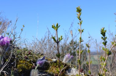 Kuhschelle Felsr&uuml;cken, &copy; Leiser Berge