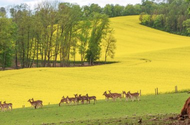 Leiser Berge, © Leiser Berge