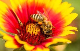 Biene auf Blume, © Hans Gumpinger