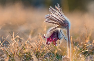 Wiesenkuhschelle, © Fotoclub Ernstbrunn | Hans Gumpinger