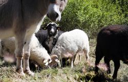 Esel und Schafböcke der "Wilden Weiden" im Naturpark Leiser Berge