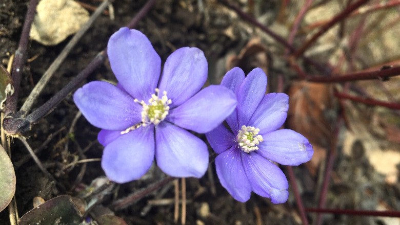 Leberbl&uuml;mchen, &copy; Leiser Berge