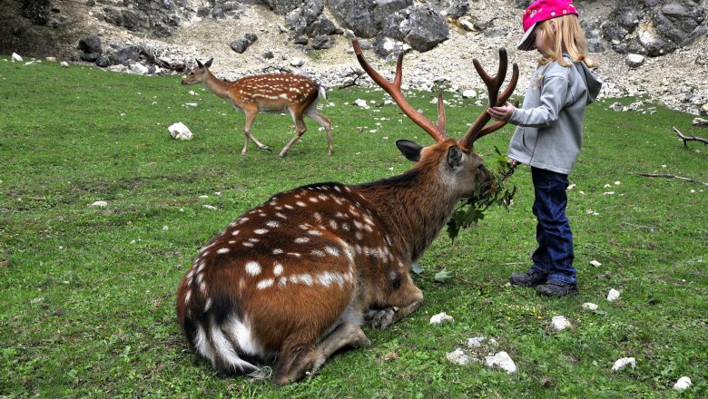 Ein Kind f&uuml;ttert ein sitzendes Reh im Wildpark Ernstbrunn.