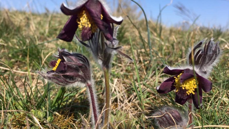 pasque flower, &copy; Leiser Berge