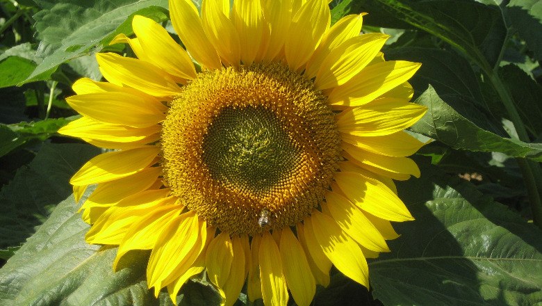 Sonnenblume, © Leiser Berge