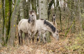 Konikpferde im Wald, © Fotoclub Ernstbrunn