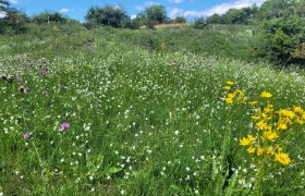 Steinbacher Heide Juli, &copy; Naturpark Leiser Berge | Franziska Denner