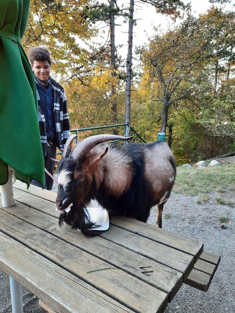 Eine Ziege auf einem Holztisch im Freien mit einem jungen Mann im Hintergrund.