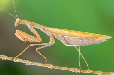 Gottesanbeterin (braune Variation), &copy; Fotoclub Ernstbrunn | Hans Gumpinger