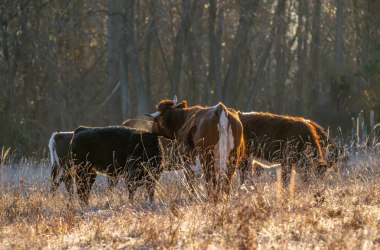 Rinderherde in der Abendsonne, © Fotoclub Ernstbrunn