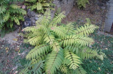Tree of heaven, © Leiser Berge