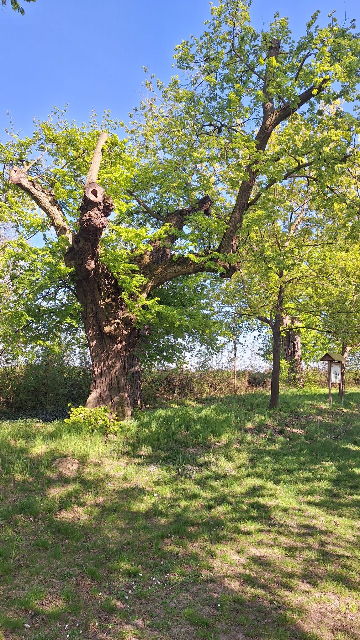 Lindenalle im Sommer mit alter Linde im Fokus