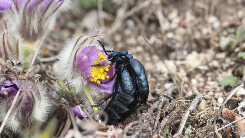 Kuhschelle &amp; Ölkäfer, © M.Denner