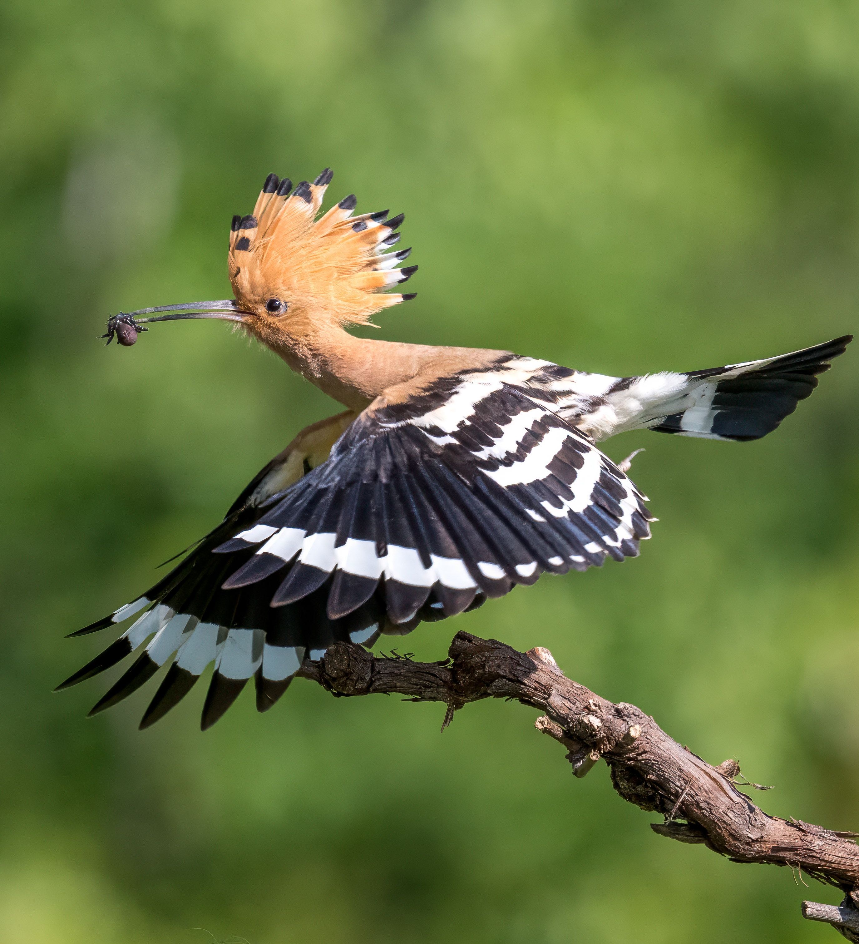 Wiedehopf mit Insekt