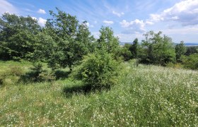 Steinbacher Heide - Weißdorn und Eiche, © Naturpark Leiser Berge | Franziska Denner