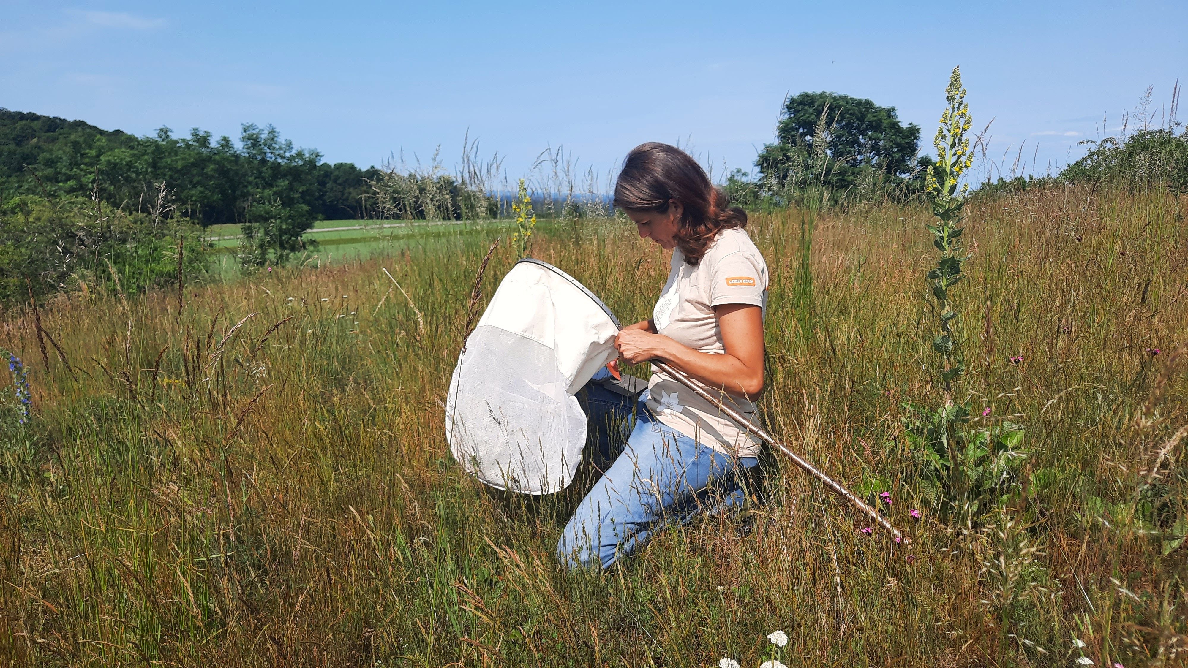 Insektenerhebung im Naturpark Leiser Berge