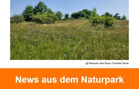 Newsletter Juni 2025-Bild