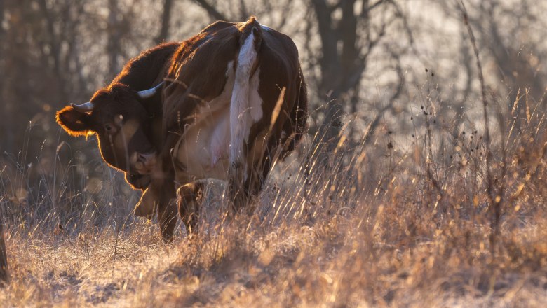 Rind von hinten, &copy; Fotoclub Ernstbrunn