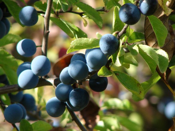 Schlehe, &copy; A.Jirout