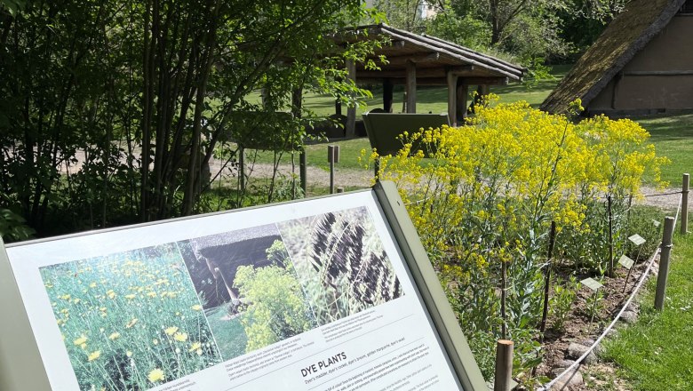 Dye garden at MAMUZ Schloss Asparn with information board about dye plants.