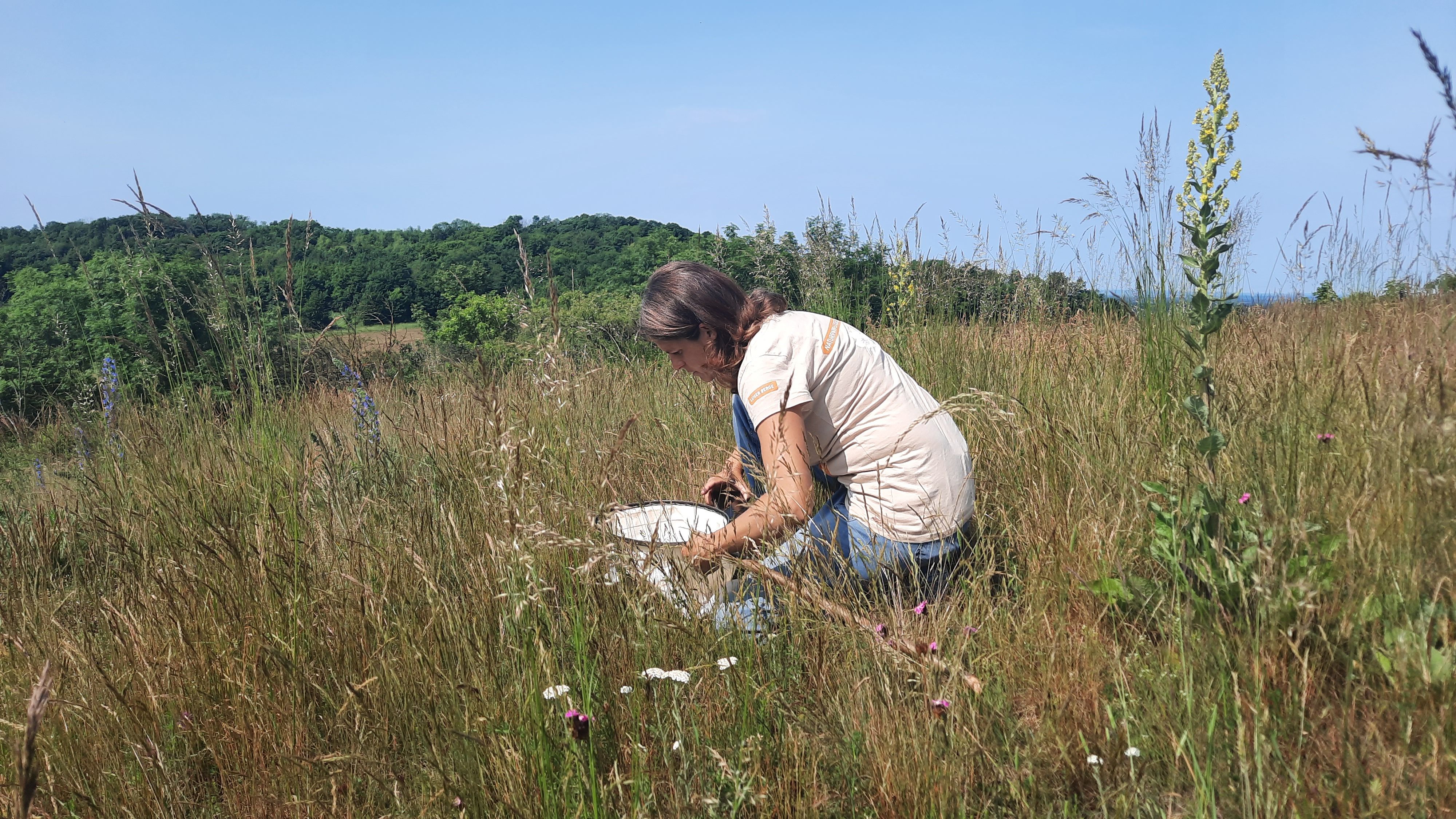 Insektenerhebung im Naturpark Leiser Berge