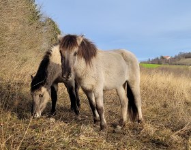 Pferd Nahaufnahme, © Naturpark Leiser Berge | Franziska Denner