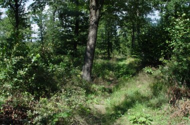 Eichenmischwald, &copy; Manuel Denner