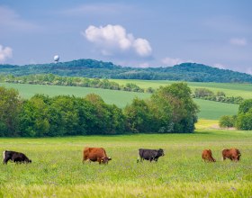 Rinder im WildSolutionsPark, &copy; Fotoclub Ernstbrunn | Hans Gumpinger