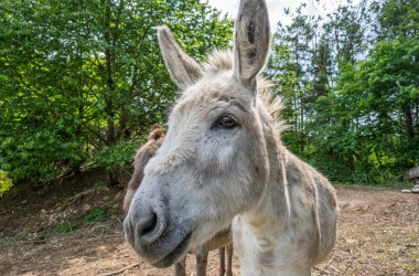 Esel-Porträt, © Fotoclub Ernstbrunn | Hans Gumpinger