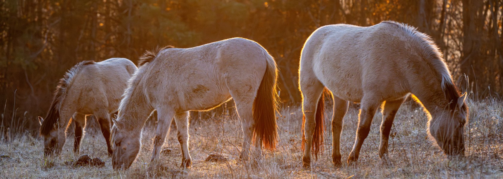 Konikpferde in der Abendsonne, &copy; Fotoclub Ernstbrunn