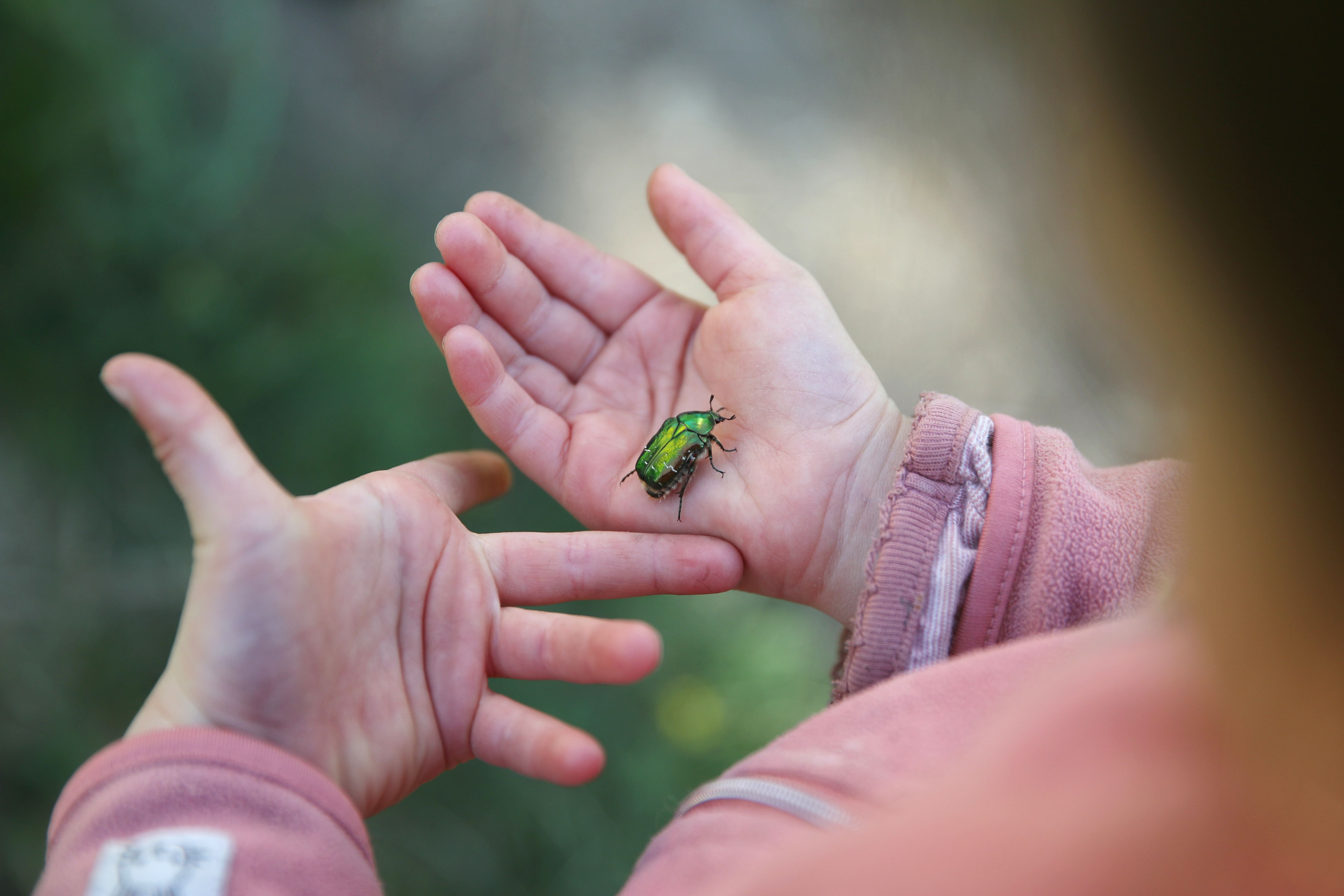Rosenkäfer auf der Hand eines Mädchens