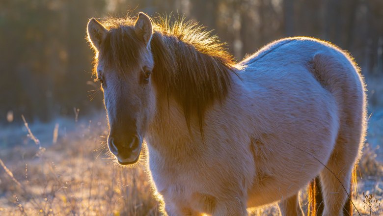 Konikpferd in der Abendsonne2, &copy; Fotoclub Ernstbrunn