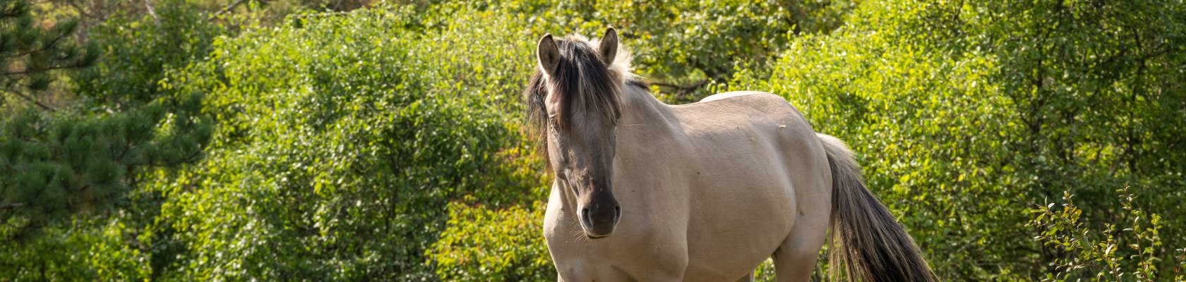 Konik Pferd im Naturpark Leiser Berge