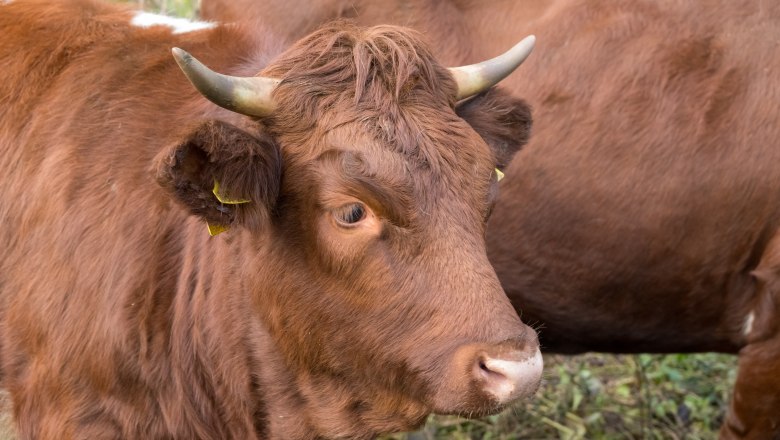braunes Kalb, &copy; Fotoclub Ernstbrunn