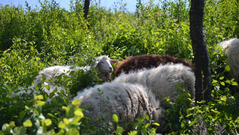 Schafe pflegen Wacholderheide, &copy; Naturpark Leiser Berge