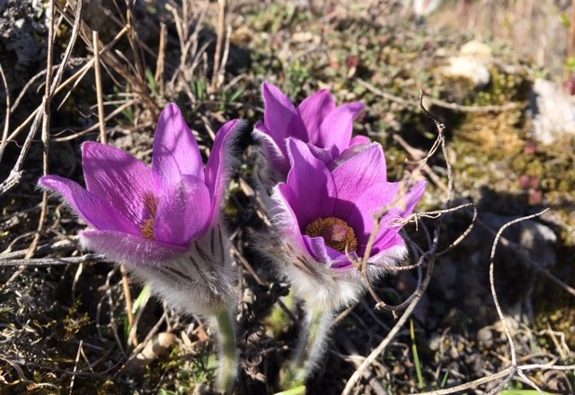 Great pasque flower, © Leiser Berge