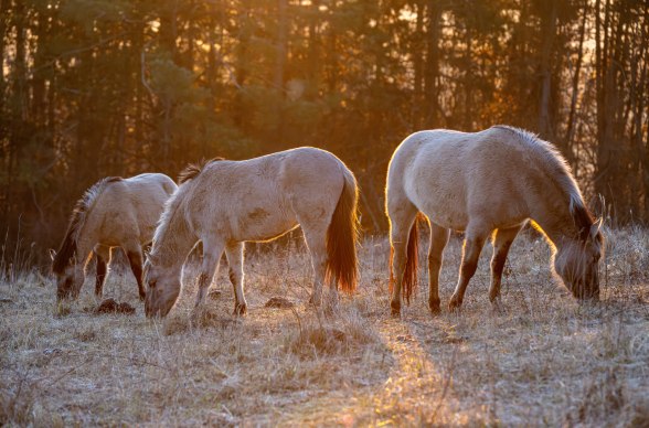 Konikpferde in der Abendsonne, © Fotoclub Ernstbrunn