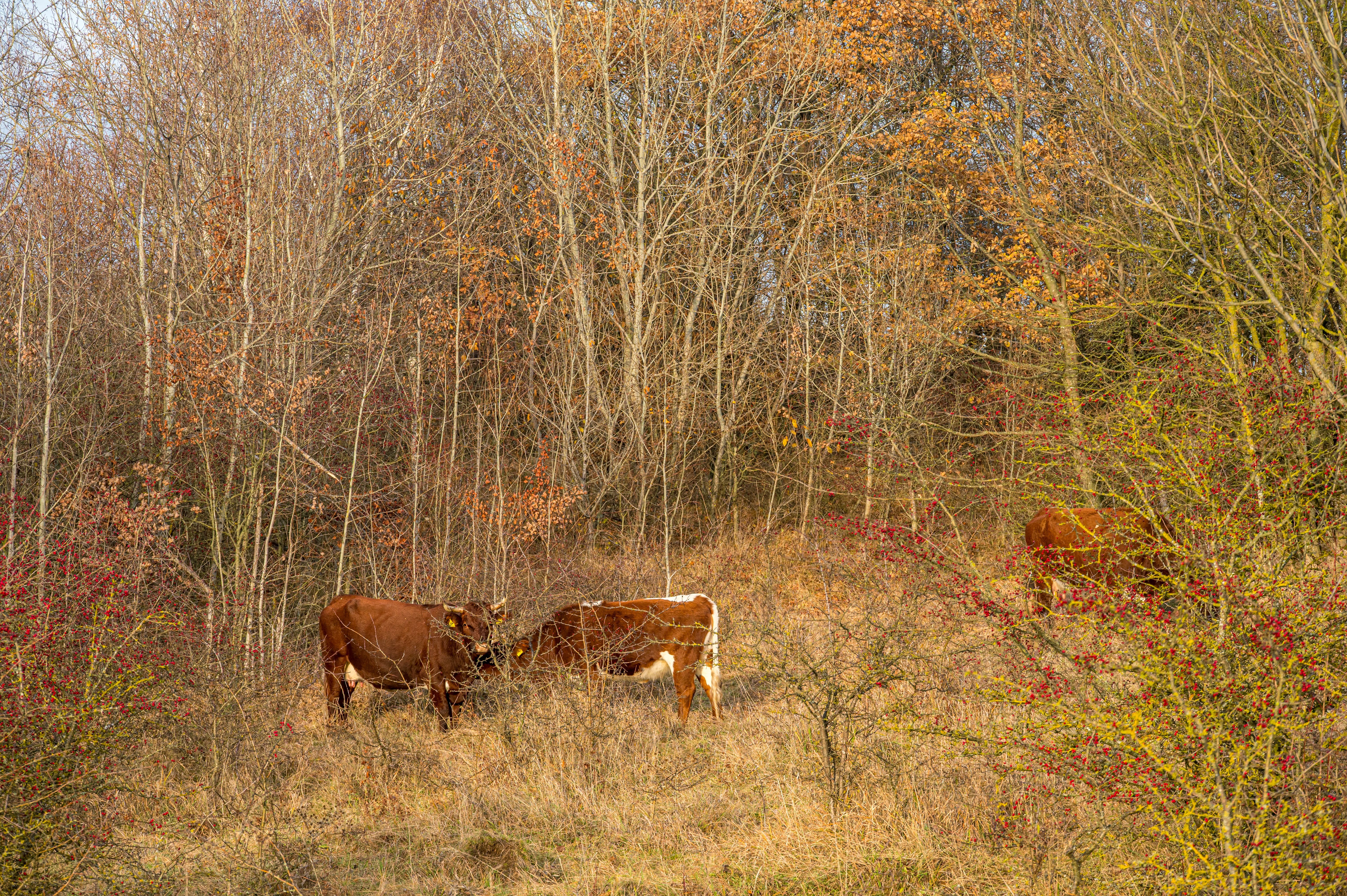 Herbstaufnahme von Weidefläche mit 3 Tux Zillertaler Rinder